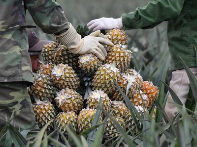 Xuất khẩu rau quả đang dần hồi phục, mang về gần 950 triệu USD, tăng 6,1% trong 3 tháng đầu năm 2021.