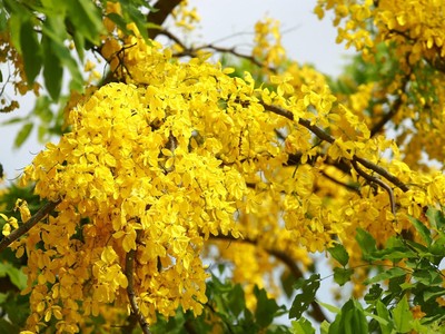 Muồng hoàng yến khoe sắc khắp phố phường Hà Nội