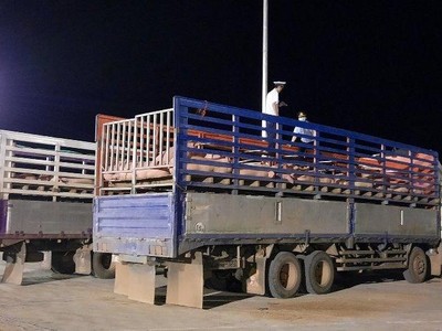 Tạm ngừng nhập khẩu lợn sống từ Thái Lan