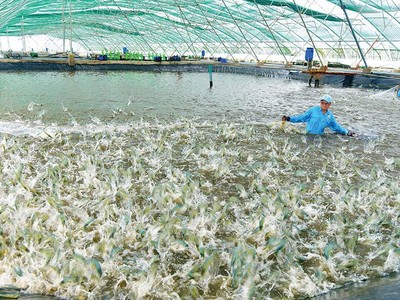 Thu hoạch tôm tại khu nuôi tôm siêu thâm canh công nghệ cao ở Bạc Liêu