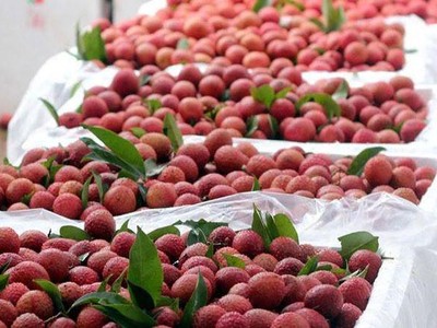 Vải thiều Bắc Giang sẽ vào chính vụ từ 10/6 đến 20/7.