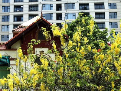 Mùa hè luôn tô điểm cho Hà Nội bằng vô số sắc hoa rực rỡ.