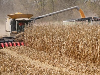 Theo số liệu của Bộ Nông nghiệp Mỹ, Trung Quốc nhập khẩu kỷ lục hơn 11,74 triệu tấn ngô từ Mỹ, trong 5 tháng đầu năm 2021. Ảnh: Reuters