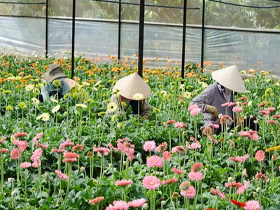 Vườn hoa đồng tiền tại làng hoa Vạn Thành, Đà Lạt (Ảnh minh hoạ).