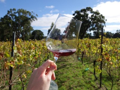 Phản ứng của Australia trước việc Trung Quốc áp thuế chống bán phá giá rượu vang nhập khẩu