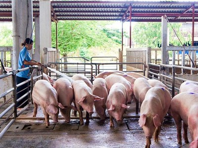 Navetco là đơn vị đang nghiên cứu sản xuất thương mại vaccine phòng dịch tả lợn châu Phi