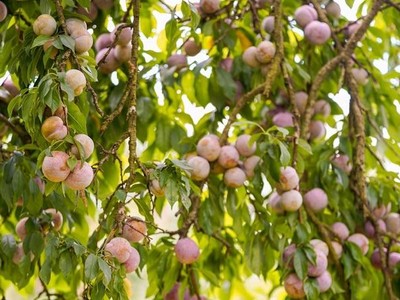 Phó Chủ tịch Sơn La: Nông sản không phải chờ "giải cứu"