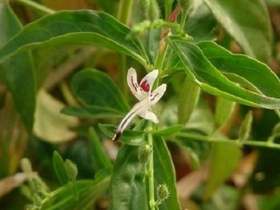 Bộ Y tế thu hồi văn bản nêu tên 12 loại thuốc hỗ trợ điều trị Covid-19.