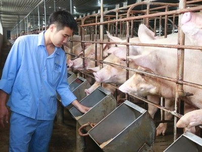 Giá thức ăn chăn nuôi tăng đột biến: Đề xuất giảm thuế nhập khẩu để “hạ nhiệt”