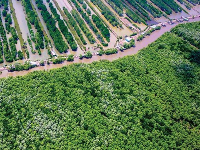 Đầu tư gần 79.000 tỷ đồng phát triển lâm nghiệp bền vững đến năm 2025