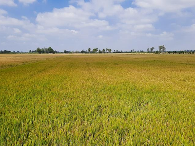 Long An được phép chuyển 142,61 ha đất trồng lúa sang đất phi nông nghiệp để làm cụm công nghiệp