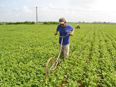  Cả nước có 26.145 hợp tác xã, trong đó 17.060 hợp tác xã nông nghiệp 