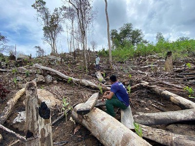 Phú Yên: Rừng phòng hộ Sơn Hòa bị phá, dừng điều hành công việc của lãnh đạo Ban Quản lý rừng