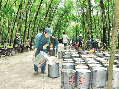Thu hoạch mủ cao su tại Công ty cổ phần Đầu tư Cao su Đắk Lắk