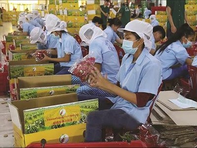 Để xuất khẩu nông sản bền vững sang Anh, doanh nghiệp cần thực hành sản xuất theo tiêu chuẩn GlobalGAP