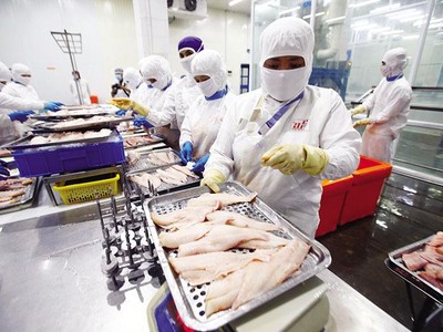 Chuỗi cung ứng thủy sản bị đứt gãy do thiếu lao động vì thực hiện giãn cách... Trong ảnh: Sản xuất tại Công ty Thủy sản Cafatex (Hậu Giang). Ảnh: Đ.T