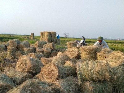 Tận dụng rơm cho bò ăn, mỗi năm, một hộ chăn nuôi ở huyện Ba Vì (Hà Nội) có thể tiết kiệm 200 triệu đồng. (Ảnh: Nguyễn Nga)