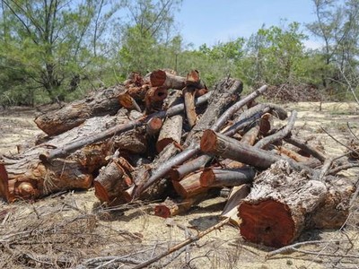 Người dân phản ánh đến chính quyền việc nhiều hecta rừng phi lao phòng hộ bị “cưa nhầm” khi thi công dự án. Ảnh T.Đ
