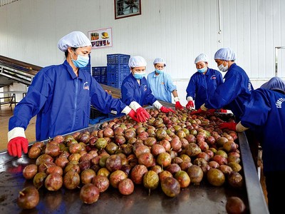 Những lô hàng trái cây mang thương hiệu Việt đã chinh phục được nhiều thị trường. Ảnh: Đức Thanh