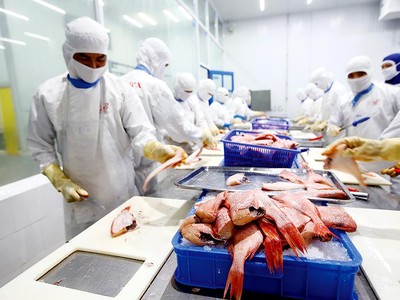 Các doanh nghiệp chế biến và xuất khẩu thủy sản là một trong những ngành chịu thiệt hại nặng bởi Covid-19. Ảnh: Đức Thanh