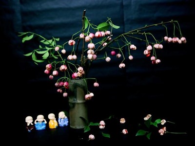 Cành quả lồng đèn yểu điệu, quyến rũ khiến người yêu hoa mê đắm