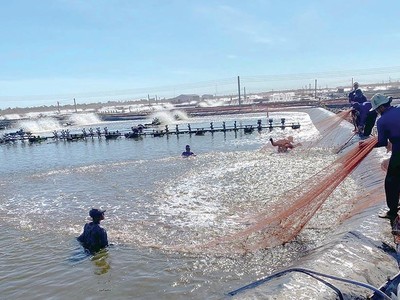 Nhà máy thức ăn chăn nuôi C.P Việt Nam