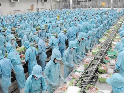 Người lao động làm việc trong nhà máy sơ chế cá tra của IDI Seafood. (Ảnh IDI).