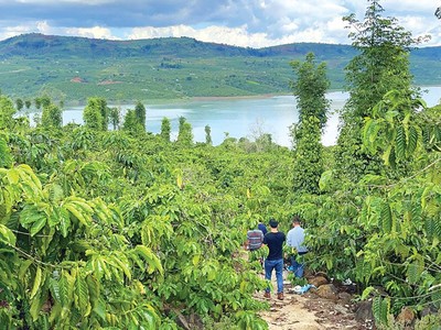 Nhà đầu tư đi săn đất nông nghiệp ở Lâm Đồng. Ảnh: Lê Toàn