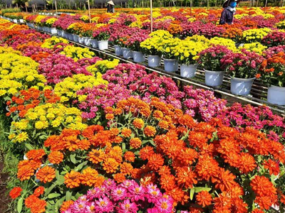 Làng hoa Sa Đéc mỗi độ Xuân về