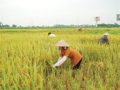 Hoạt động tín dụng của Agribank luôn tích cực với ngành lúa gạo. Ảnh: Dũng Minh 
