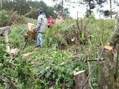 Mất hàng trăm ha rừng, nhiều quan chức cấp huyện bị kỷ luật