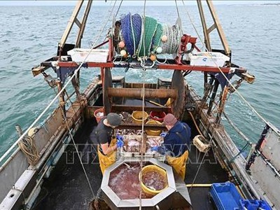 Thuyền đánh cá của ngư dân tại cảng Saint-Jean de Luz thuộc Vịnh Biscay, bờ biển phía Tây của Pháp. Ảnh: AFP/TTXVN