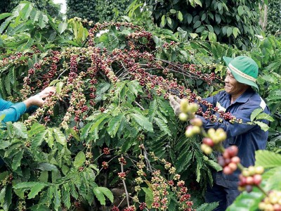 Nestlé và hành trình nông nghiệp tái sinh để ứng phó với biến đổi khí hậu