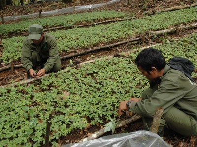 Tỉnh Kon Tum có nhiều tiềm năng về phát triển cây dược liệu.