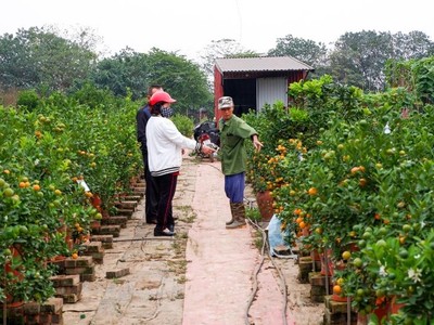 Quất Tứ Liên lúc lỉu vào vụ Tết Nhâm Dần 2022