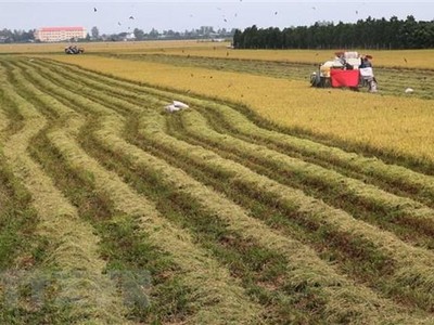 Thu hoạch cuối vụ lúa Thu Đông năm 2021 tại xã Tân Mỹ, huyện Thanh Bình. (Ảnh: Nguyễn Văn Trí/TTXVN) 