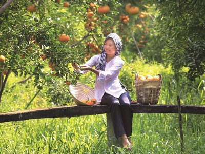 Thật đẹp những giấc mơ thôn quê, nhưng chỉ mơ mộng thôi chưa đủ 