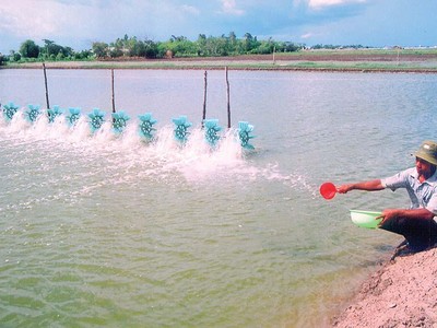 Ngành nuôi trồng, chế biến thủy sản xuất khẩu của Cà Mau đang phục hồi và tăng trưởng mạnh