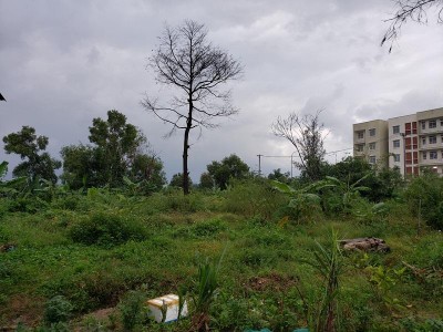 Nhiều khu đất ở Đà Nẵng trong tình trạng "treo" nhiều năm. Ảnh: P.V