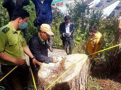 Một vụ phá rừng thông ở Lâm Đồng. Ảnh: Yên Thế