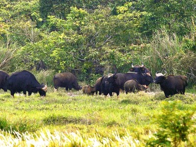 Đàn bò tót quý hiếm ở Khu bảo tồn thiên nhiên - văn hóa Đồng Nai