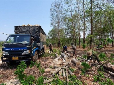 Các nhân công khai thác cao su thanh lý trên địa bàn tỉnh Kon Tum. Ảnh: T.T