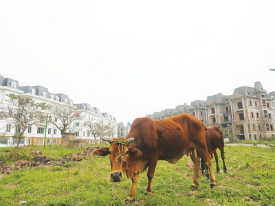 Hoạt động đầu cơ bất động sản có thể gây lãng phí nguồn lực đất đai