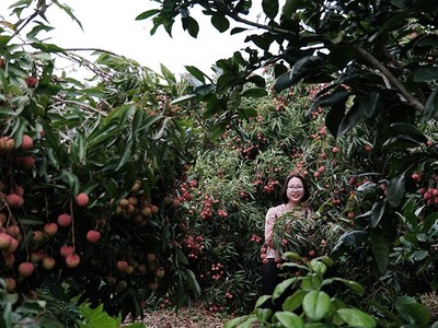 Để du lịch Lục Ngạn bốn mùa hút khách