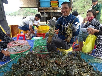 Tại Phú Yên, TX Sông Cầu từ lâu được mệnh danh là "thủ phủ" nghề nuôi tôm hùm duyên hải miền Trung bởi sở hữu những vịnh nước mặn nổi tiếng như Xuân Đài, Cù Mông...