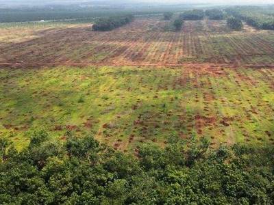 Một cánh rừng cao su đã đốn hạ để bàn giao mặt bằng xây dựng sân bay Long Thành