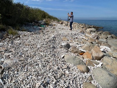 Rạn san hô ở Khu bảo tồn biển Hòn Mun (vịnh Nha Trang, tỉnh Khánh Hòa) bị xâm hại nghiêm trọng. Ảnh: P.V