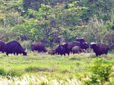 Nếu làm đường qua cầu Mã Đà sẽ xuyên lõi rừng, ảnh hưởng lớn đến môi trường sinh thái, đến thú quý hiếm ở Khu Dự trữ sinh quyển thế giới Đồng Nai 