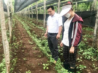 Tính đến nay, tỉnh Gia Lai đầu tư và phát triển gần 4.000 ha cây dược liệu. Ảnh: Nguyễn Diệp