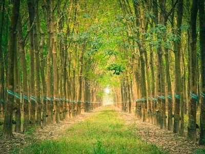 Đầu tư Cao su Đắk Lắk (DRI): Sau kiểm toán bán niên, lợi nhuận tăng thêm 11,97 tỷ đồng